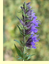  (Hyssopus officinalis L.)